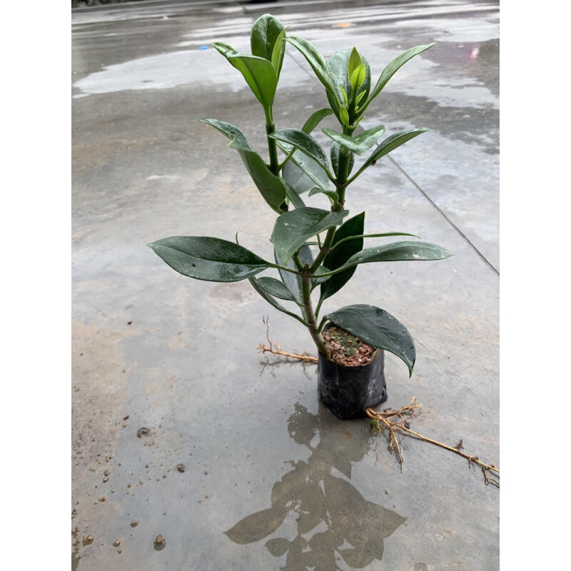 耀强花卉非洲茉莉苗四季常绿庭院阳台室内盆栽大型绿植原土发货 小苗