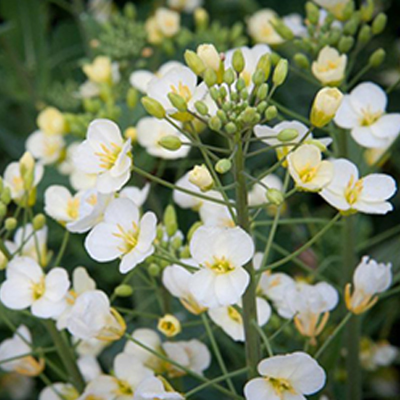 菜友菜友彩色油菜花菜籽 观赏两用花海高纯度油菜花种子油菜籽恋恋轩