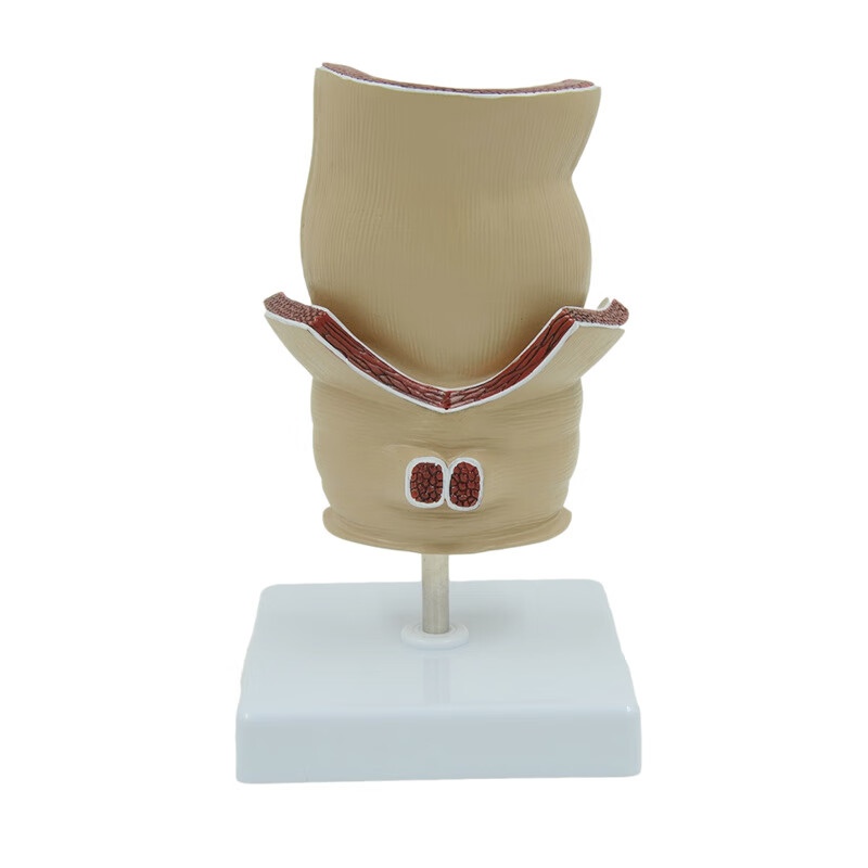 facemini hg-13 人体直肠痔疮病变解剖模型结肠肛门括约肌教学标本 1