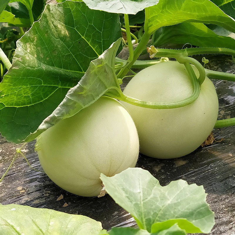 千园九味陕西阎良甜瓜头茬白皮黄肉白肉新鲜香瓜大果时令水果整箱 【净重4.5斤】2-4枚