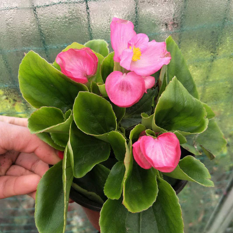 海棠花盆栽花苗四季海棠 丽格海棠花 绿植花卉室外庭院种植 粉红色