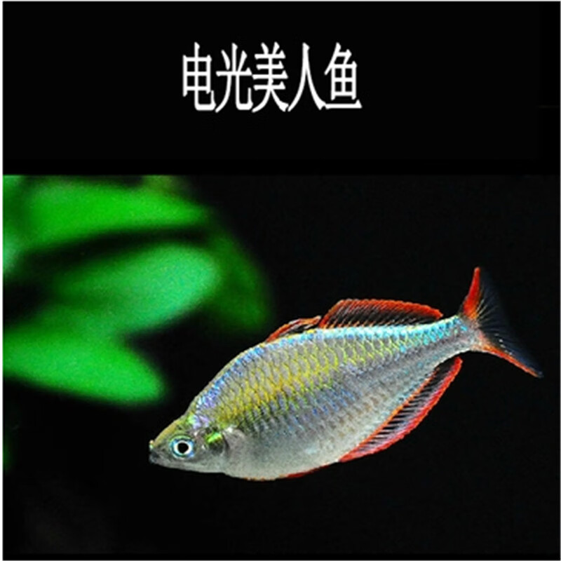 虹弦见电光美人鱼活体电光球形鱼上海渔场水族草缸群游热带观赏鱼