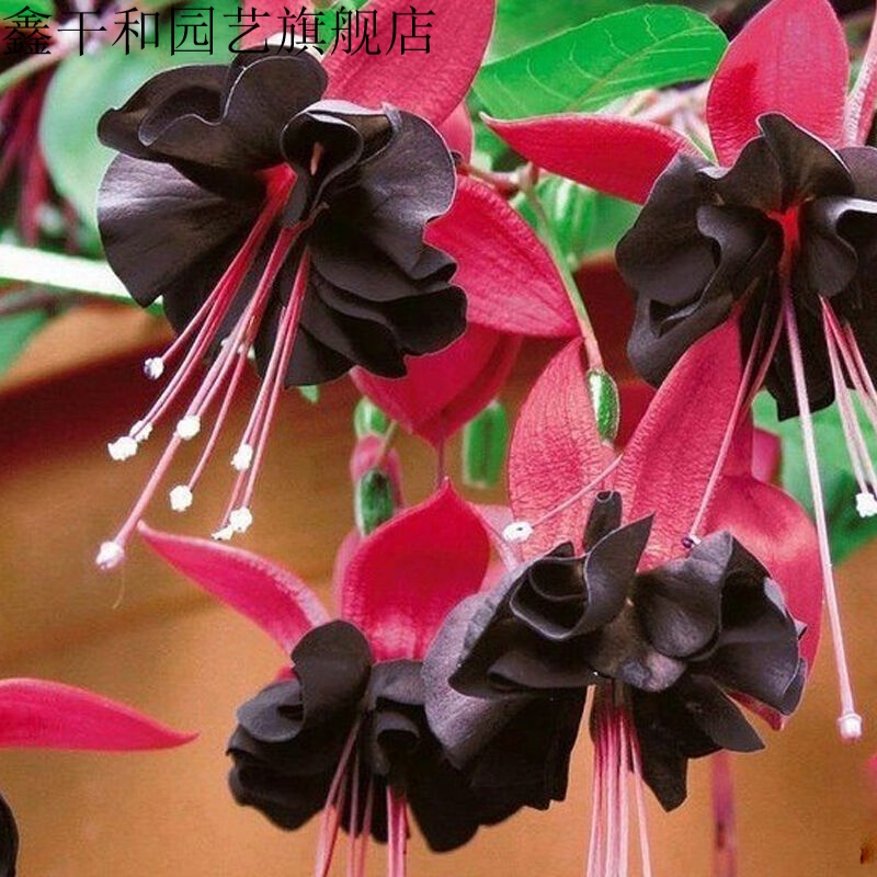 倒挂金钟盆栽 垂吊花卉木本灯笼花苗室内绿植 灯笼花盆栽一颗 木耳