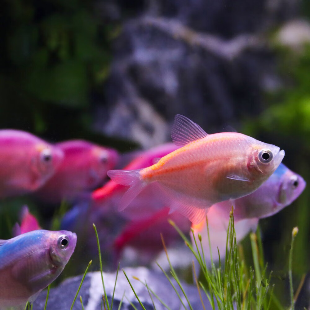 墨一彩群鱼天使观赏鱼淡水金鱼苗小型鱼斑马鱼孔雀鱼热带观赏小鱼好养