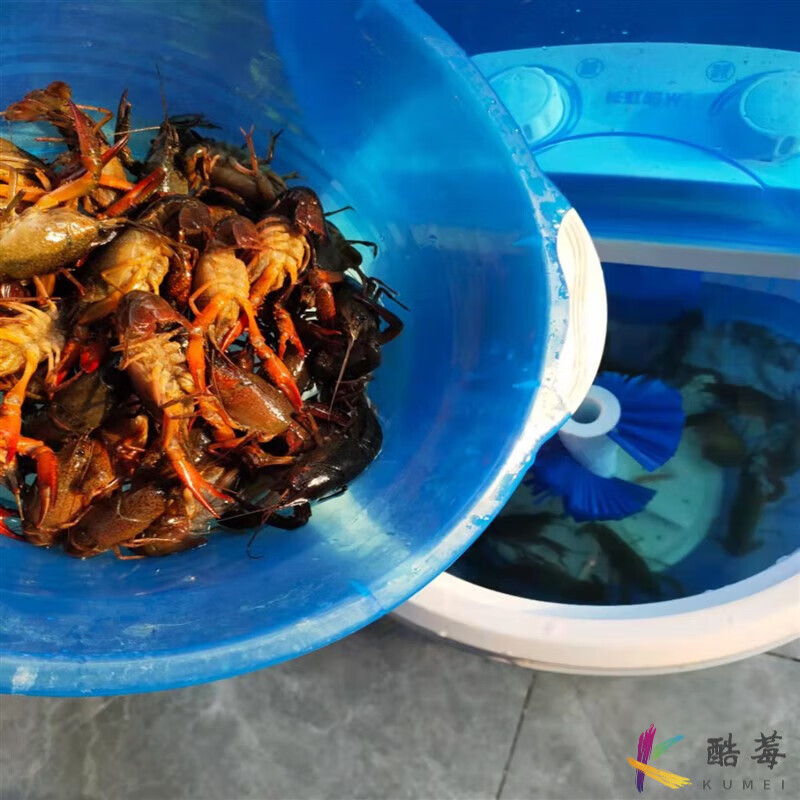 澳颜莱钢盾洗龙虾的机器 洗小龙虾神器清洗机全自动夜市餐饭馆仿手洗