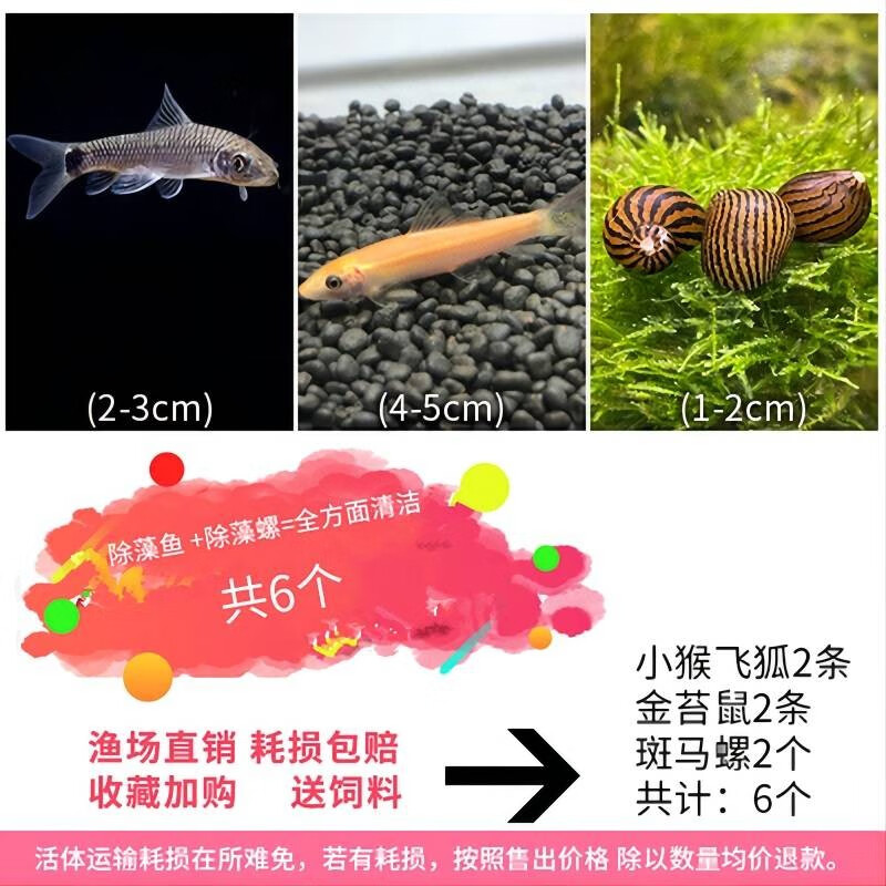 卡奇鱼水族活体