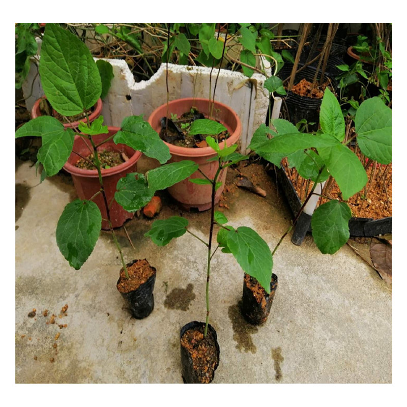 红桃k苗,玫瑰茄苗,洛神花苗,花可泡茶饮用,带育苗袋泥土发货 高15厘米