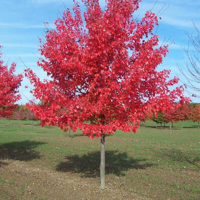 美国红枫树真实图片
