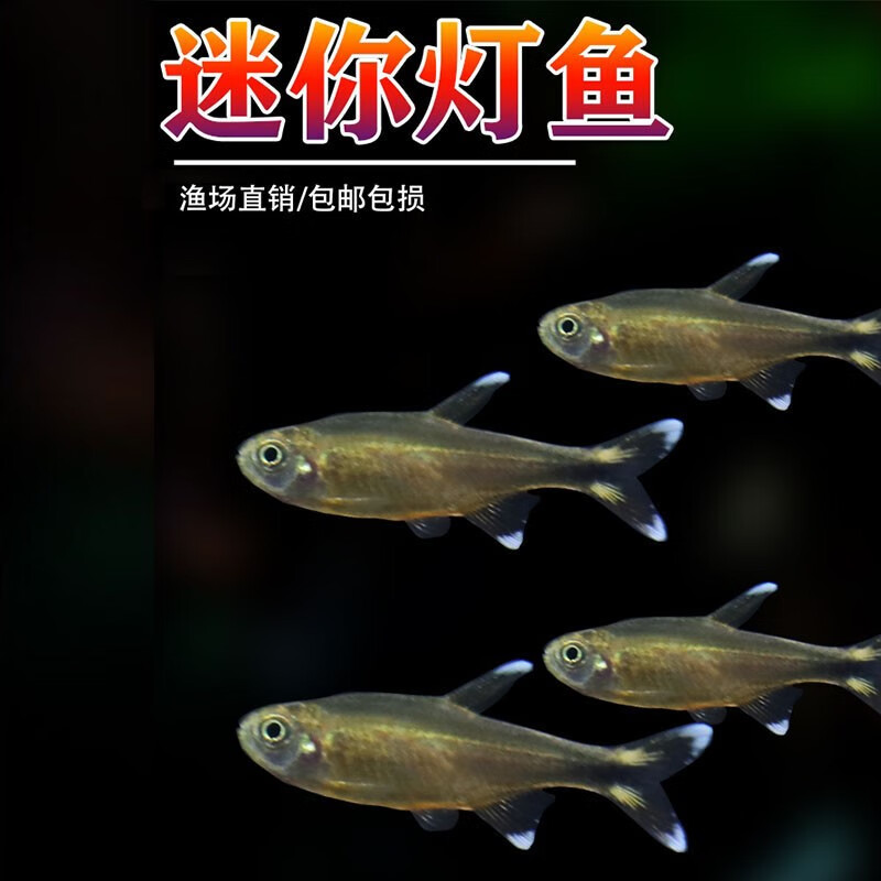 5cm左右迷你灯5条 1条备损