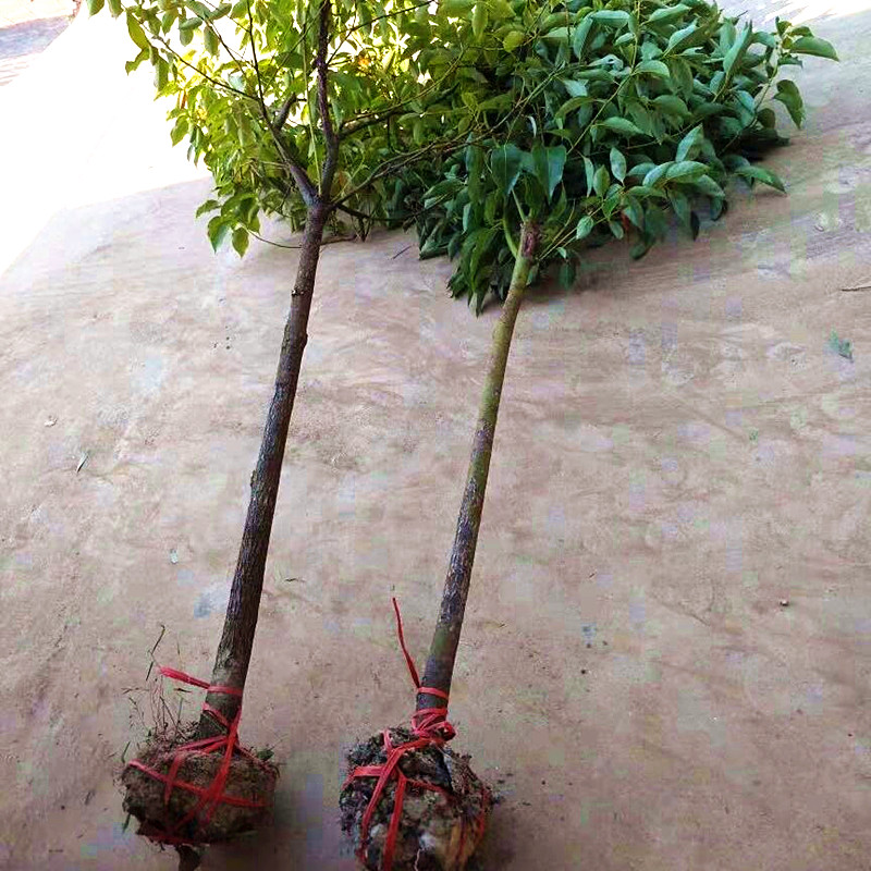 香樟树苗大小叶树苗庭院驱蚊四季常青防蚊虫大型绿化树苗行道树 香樟
