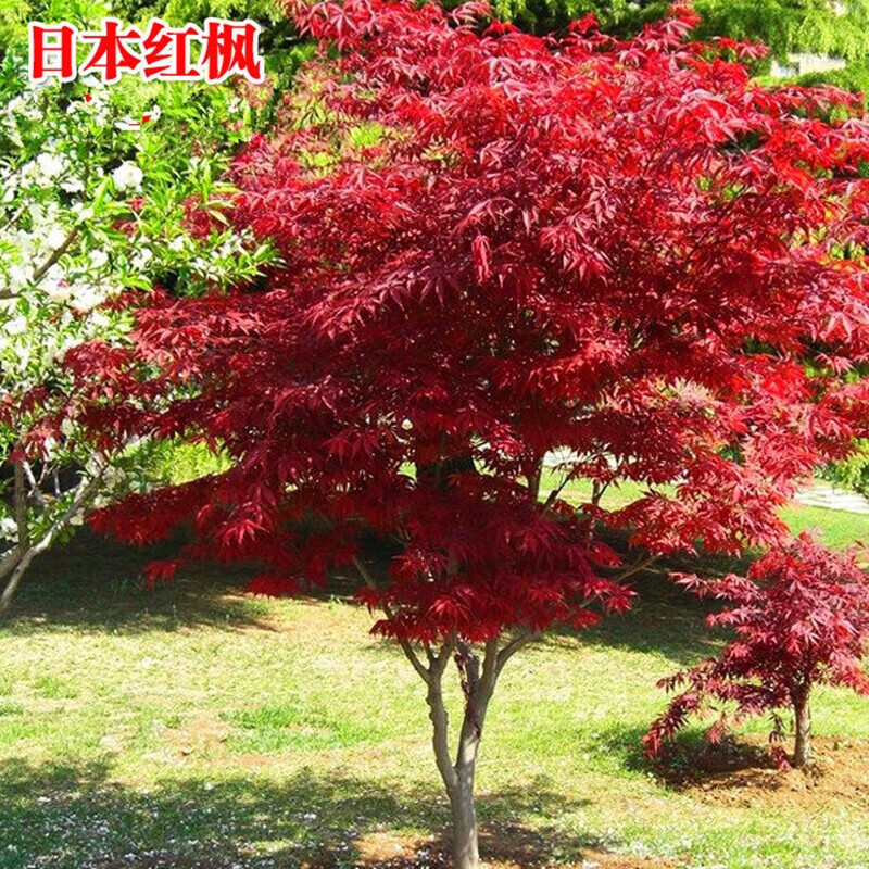 红冠中国四季红枫小苗盆栽红枫苗庭院景观风景树红叶植物经济林树苗