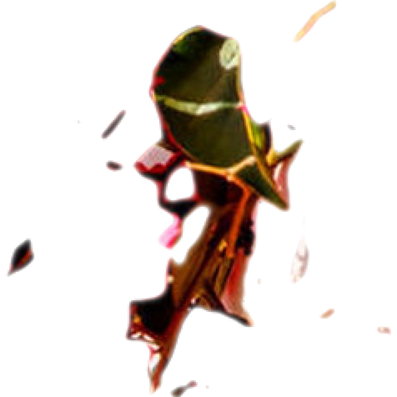 怎么看花卉历史价格|花卉价格比较