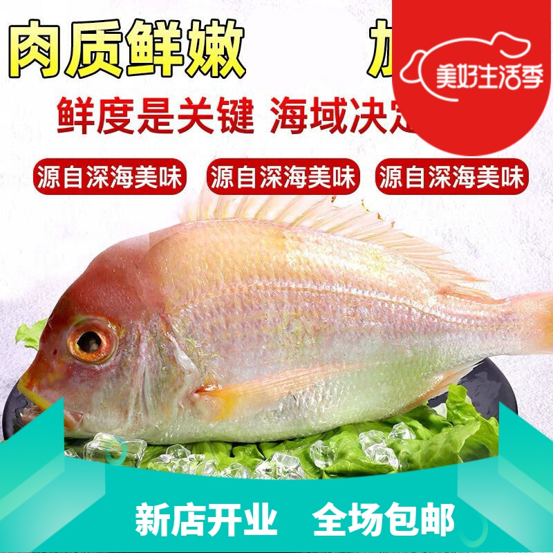 加吉鱼新鲜赤棕鱼红立鱼真鲷鱼海鱼类海鲜铜盆鱼 五斤 每条4两-6两