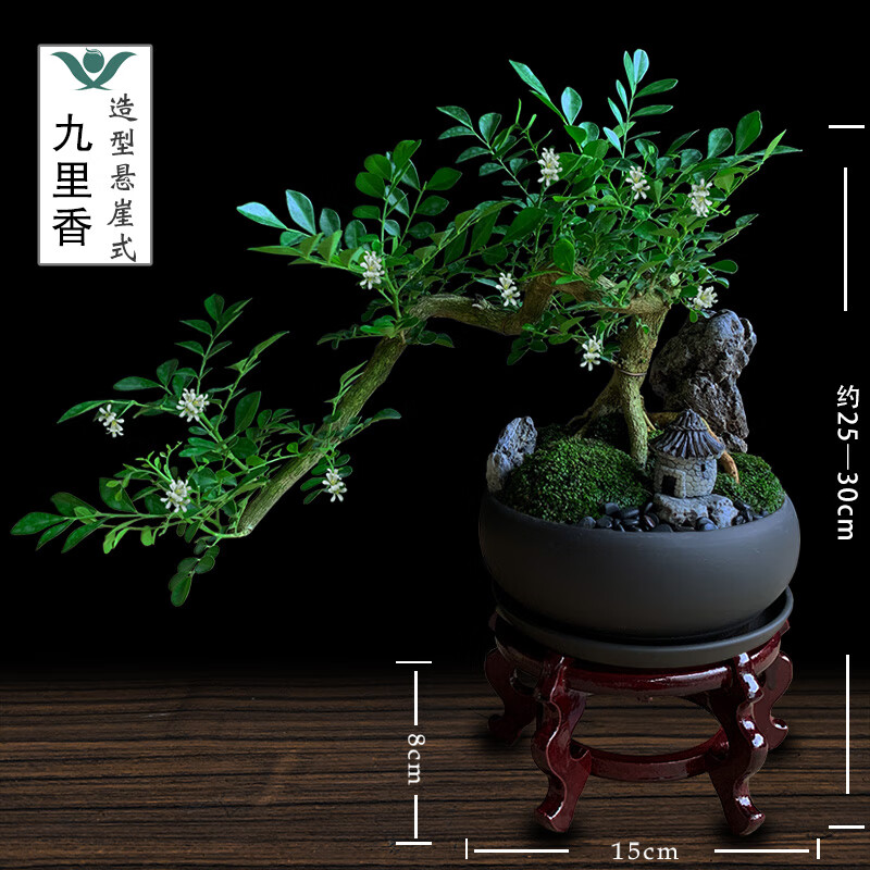 九里香盆栽中式盆景悬崖造型小老桩办公室内驱蚊绿植花卉书桌植物 悬崖式九里香(紫砂盆) +木架 整套成品(山石苔藓,带盆种好) 京东折扣/优惠券