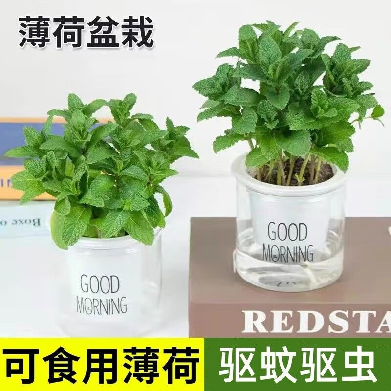 薄荷盆栽薄荷叶水培薄荷叶可食用净化空气驱蚊香草清香植物苗绿植 薄荷 懒人吸水盆 2盆使用感如何?