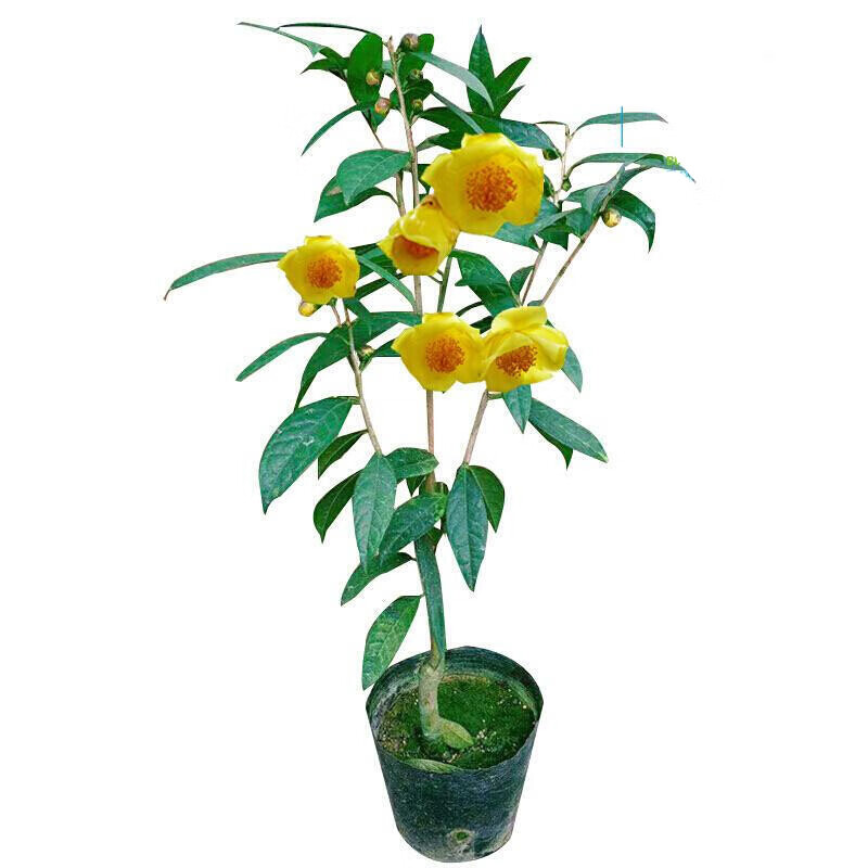 京佳乐广西防城金花茶树苗带花苞金花茶盆栽金茶花苗茶树苗名贵茶花
