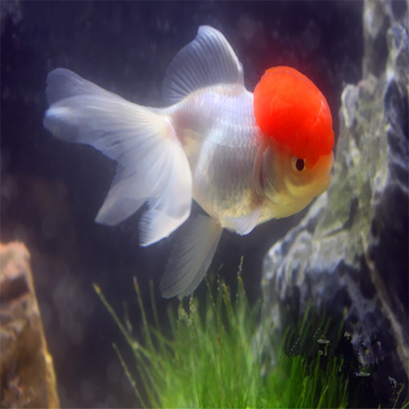 活体宠物小金鱼观赏鱼冷水鱼苗宠物鱼淡水鱼兰寿室外鱼池混养国粹鱼 