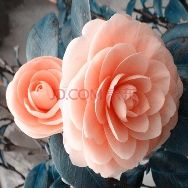 言清 重瓣山茶花苗 盆栽地栽茶花树苗庭院客厅阳台绿