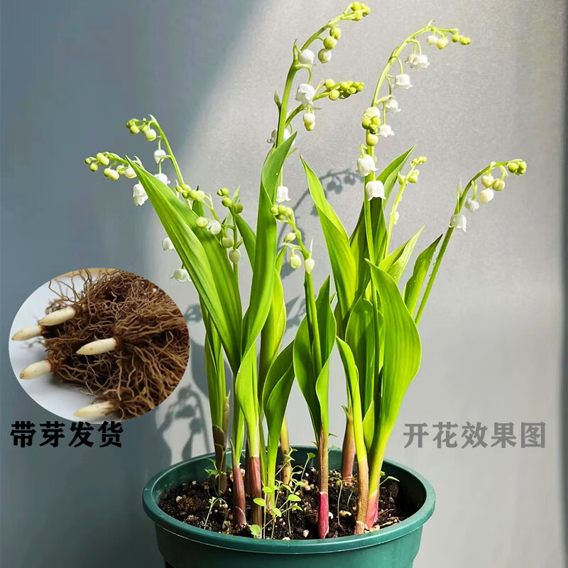香水花进口铃兰花铃兰种球盆栽花盆花卉植物耐寒花苗室内绿植花种