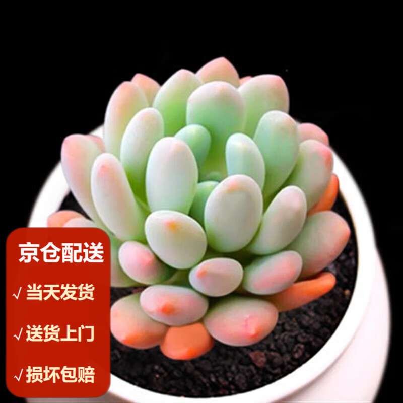 旋叶姬星美人 肉肉植物组合绿植花卉盆栽多肉爆盆 冬美人3-5cm 塑料盆