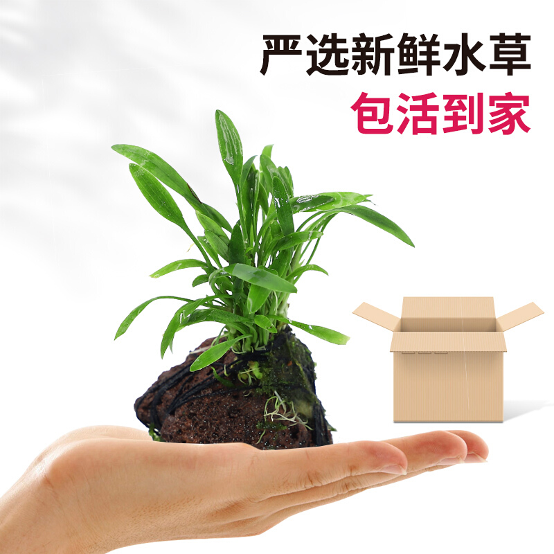 金鱼草 相关京东优惠商品 价格图片品牌优惠券 虎窝购