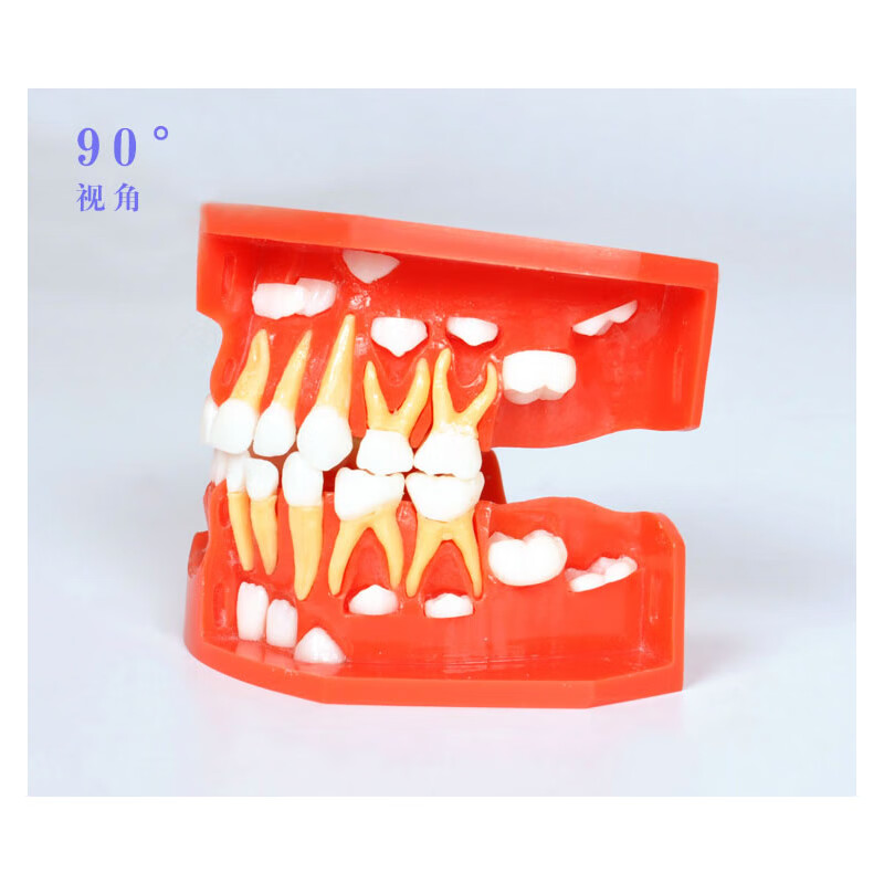 牙科儿童乳牙替换牙齿模型乳恒牙交替展示 口腔3-12岁髓牙列发育 乳牙