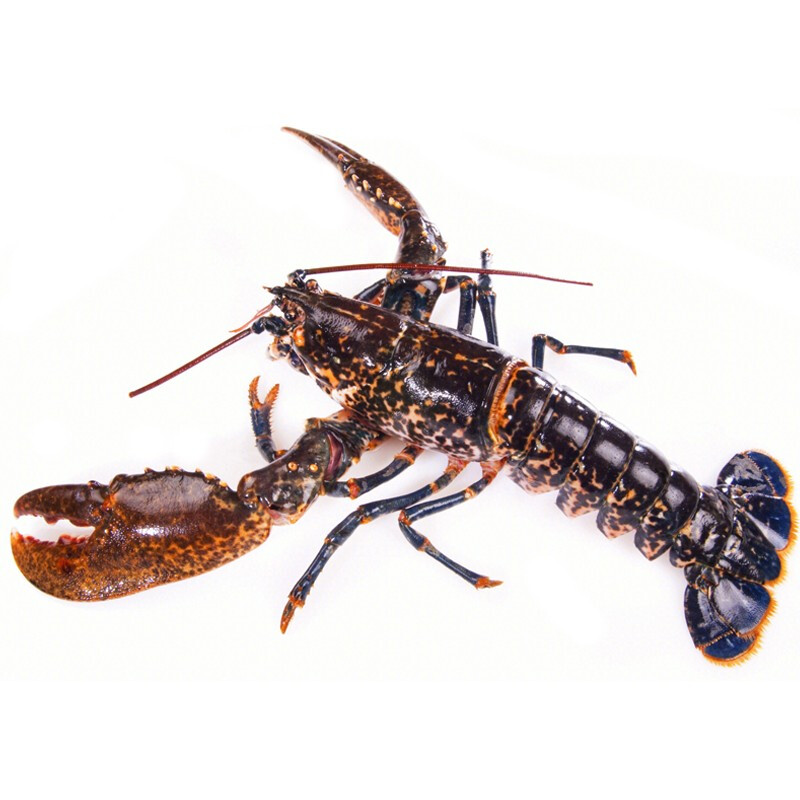 伯贤 新鲜蓝龙虾生鲜大龙虾海鲜水产 800-900g/只   蓝龙虾1只装