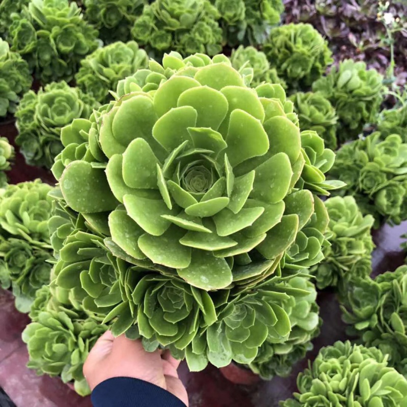 mojy法师绿羊绒赤霞飞缀欧紫红覆轮邵羞铜壶万圣节花卉多肉植物 绿