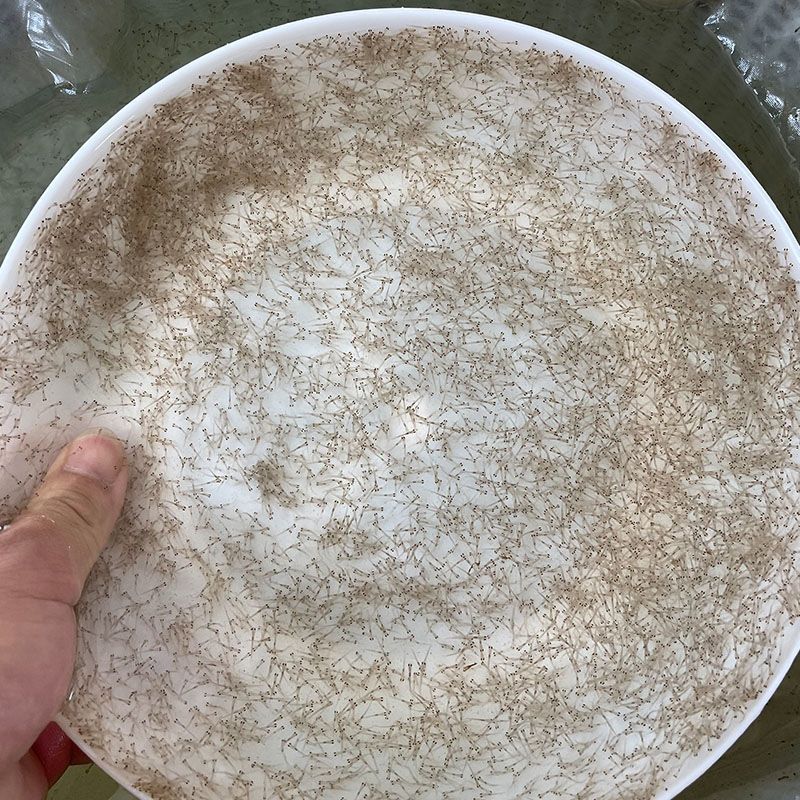 鸭嘴鱼苗水花幼苗匙吻鲟活鱼养殖苗观赏鲟鱼中华寻龙鱼水花 1000条