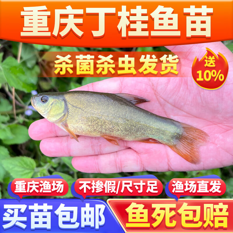 丁桂魚苗淡水養(yǎng)殖冷水歐洲丁鱥魚須魚歲易養(yǎng)活丁穗魚水花小魚苗食用丁穗魚醫(yī)生大丁桂須魚歲名貴冷水觀賞魚 丁桂魚苗 丁桂200條送20條運損6-8厘米