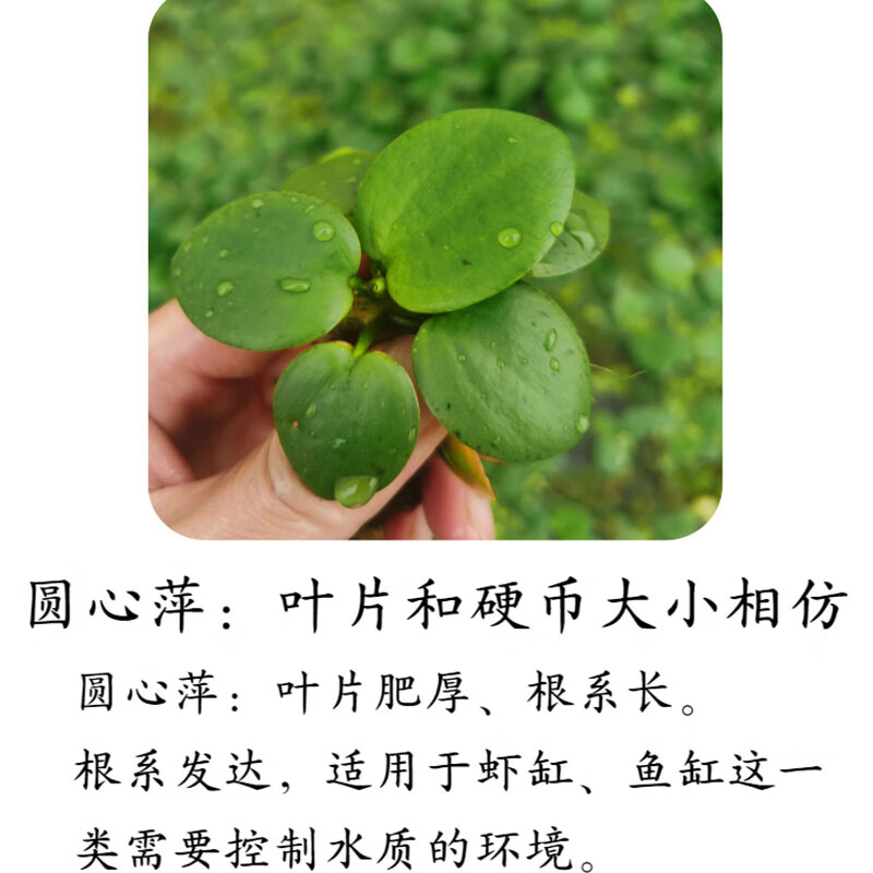 蜈蚣草 相关京东优惠商品排行榜 3 价格图片品牌优惠券 虎窝购