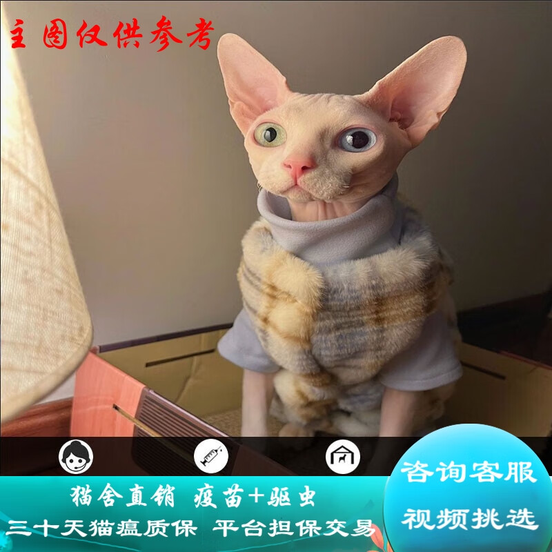 宠物加拿大无毛猫幼猫活体斯芬克斯猫纯种宠物猫幼崽黑白皮蓝眼精灵耳
