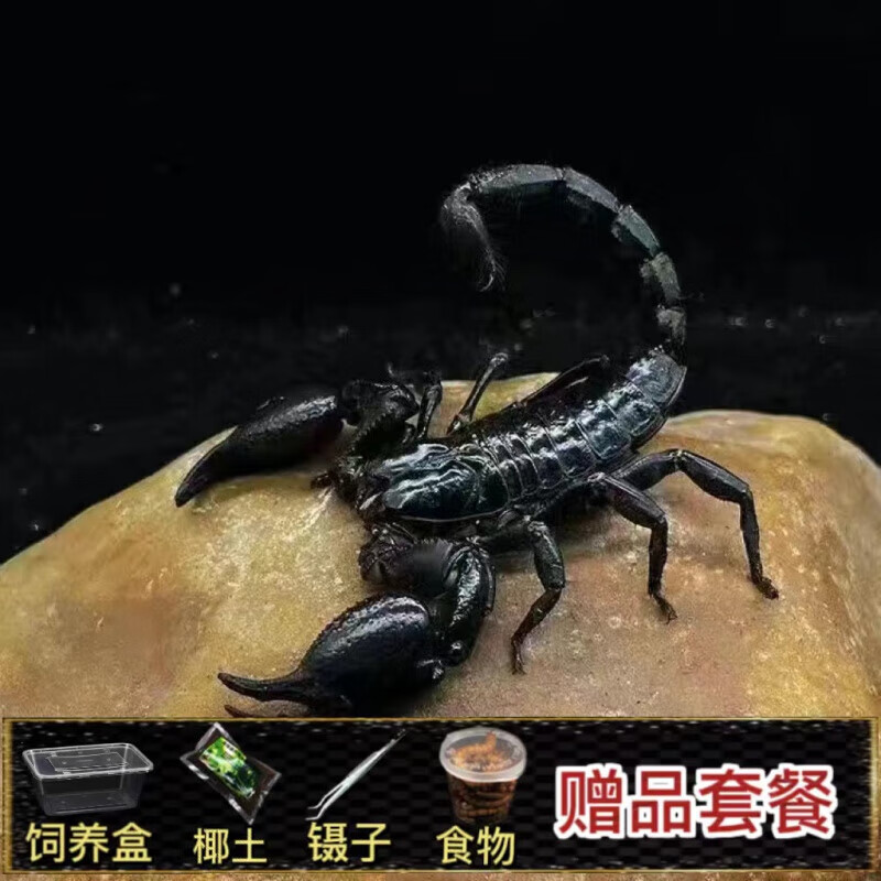 亚洲雨林蝎超大宠物黑蝎子活体温顺可上手爬虫保活到家 10-12cm雨淋蝎