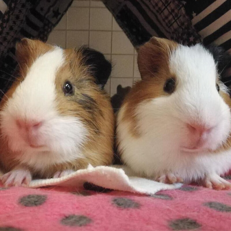 荷兰猪活物 荷兰猪公仔活物已打疫苗温顺宠物豚鼠活体天竺鼠萌宠 随机