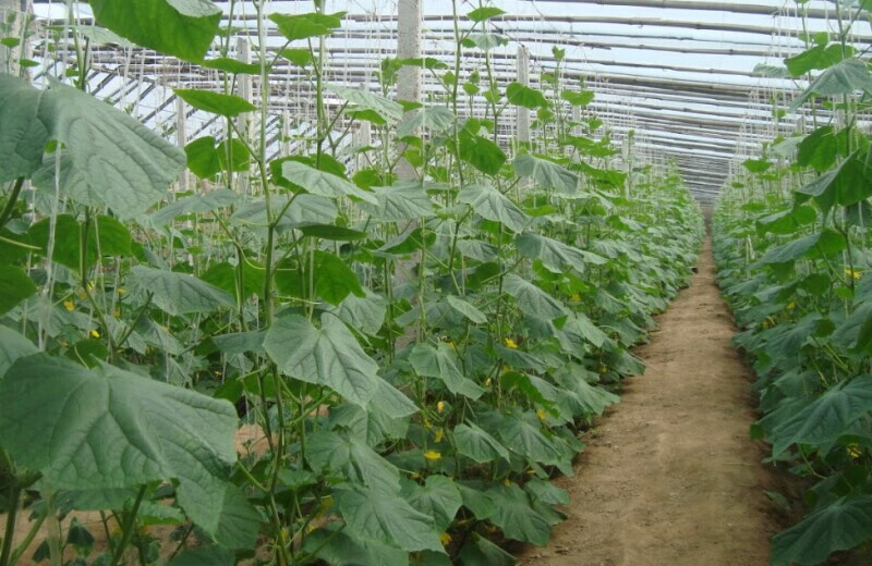 花仙笙(gearss)山东晒干黄瓜藤直供农产品黄瓜秧黄瓜根 100g