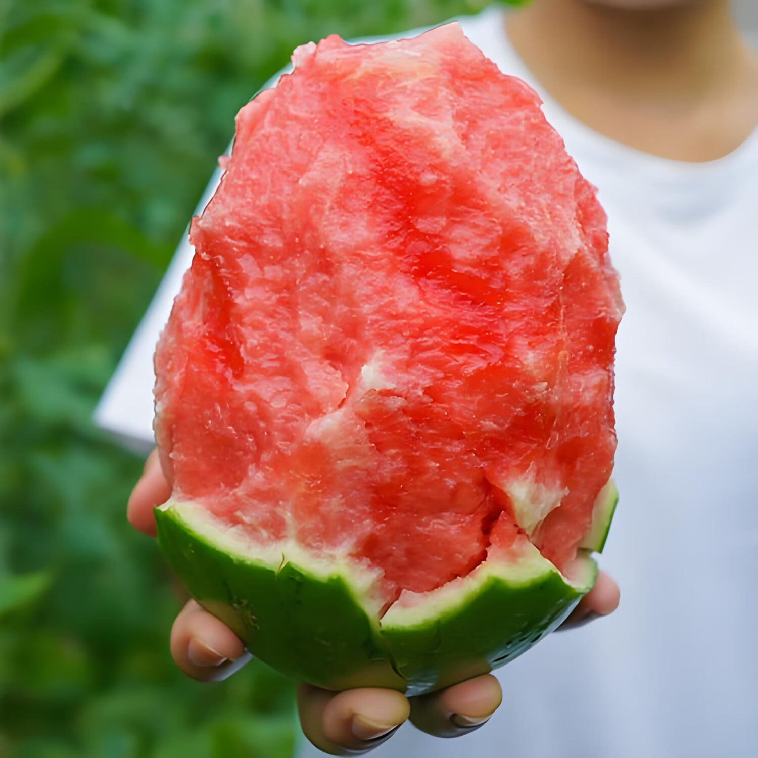 泽鲜达庞各庄西瓜正宗北京大兴手撕西瓜 小牛奶西瓜新鲜脆甜水果 1颗