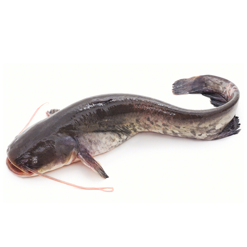 禾人鲶鱼 新鲜鲶鱼鲇鱼黏鱼 胡子鲢生仔鱼 宰杀后净膛真空发货 特殊