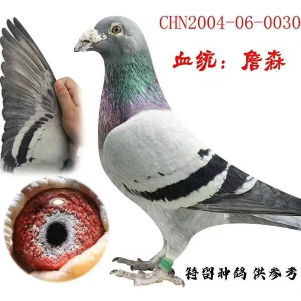 信鸽血统鸽种鸽幼鸽千公里实战信鸽成绩鸽子 阿曼多*詹森子代小青年