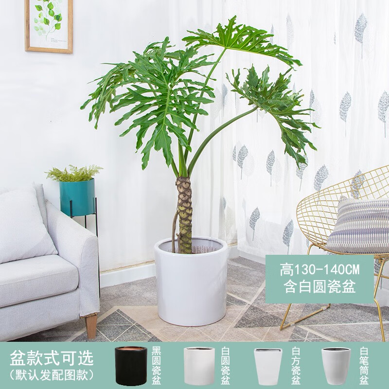 【送货到家】龙鳞春羽大盆栽网红植物老桩大型室内客厅办公室绿植四季