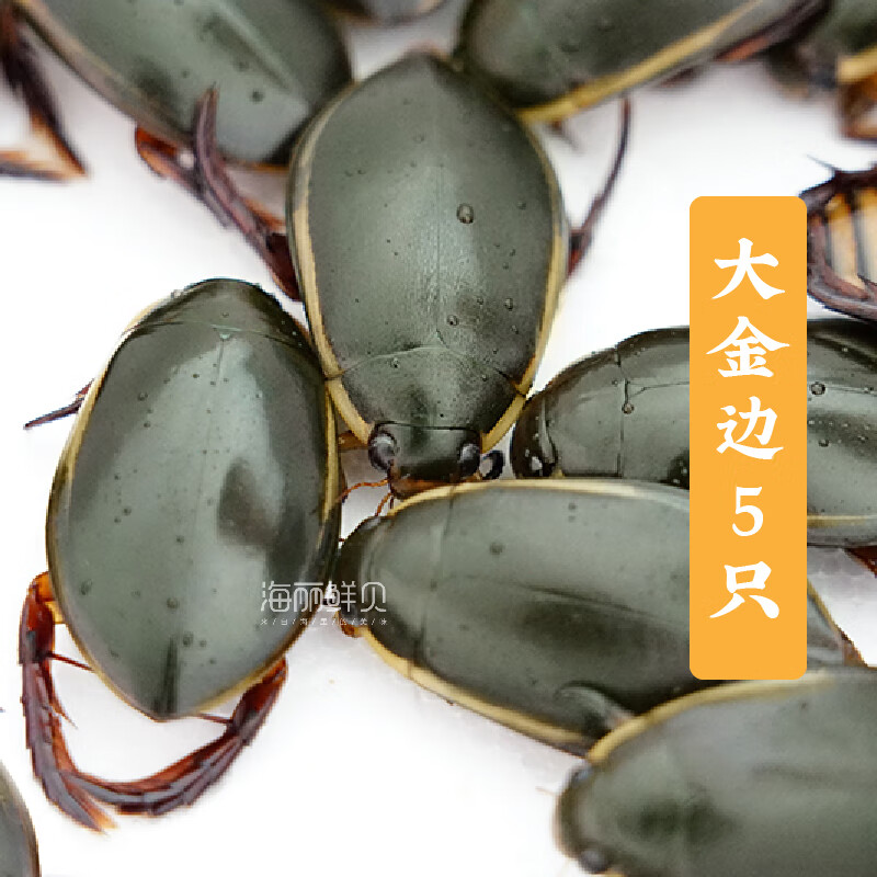龙虱宠物水蟑螂金边龙虱水龟虫水甲虫水龟水鳖盖活体发货 大金边5只