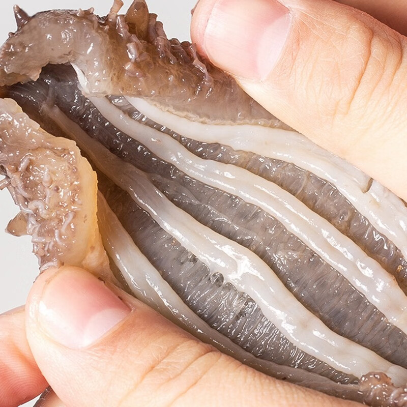 喵小萱即食海参长岛海参 鲜食温和滋补商务送礼送父母 500g（8-15头）
