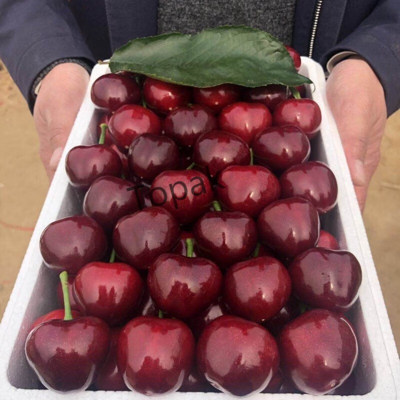山东大樱桃 烟台车厘子 5斤水果新鲜露天美早拉宾斯 5斤 特大果