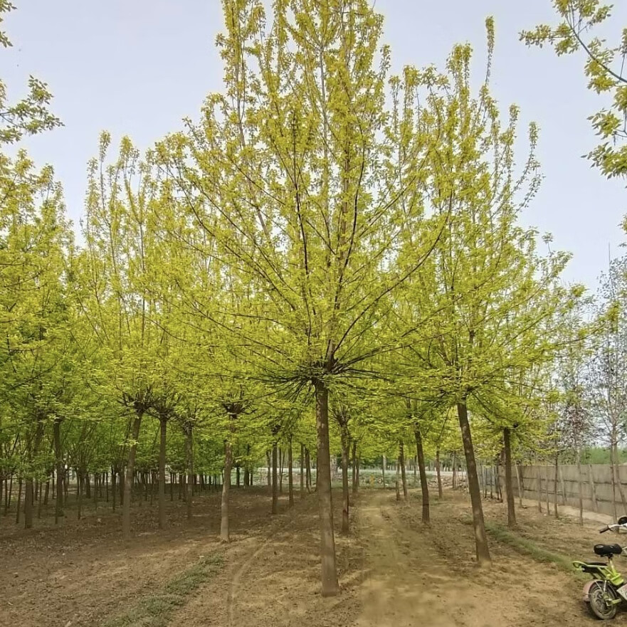 金叶复叶槭绿叶复叶槭糖槭南北方种植绿化树苗观赏树苗风景树 联系