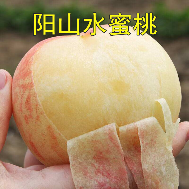 查苗木价格历史|苗木价格比较