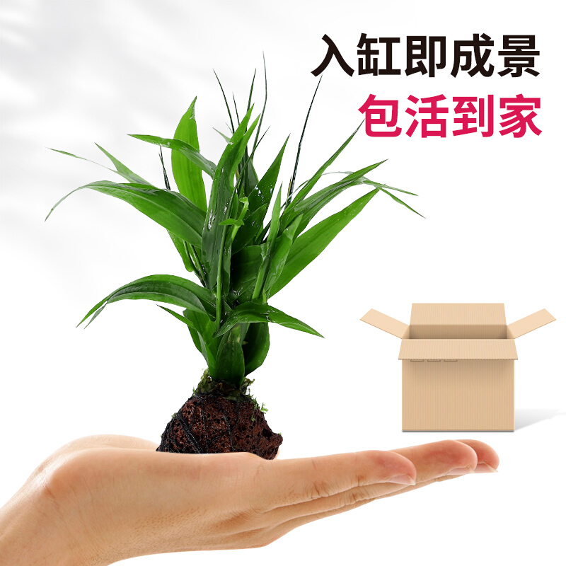 鱼草 相关京东优惠商品 4 价格图片品牌优惠券 虎窝购 鱼草 相关京东优惠商品 4 价格图片品牌优惠券 虎窝购