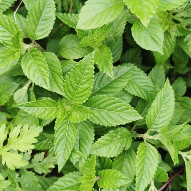 凉粉草仙人草烧仙草带根原土发货  凉粉草苗盆栽  烧仙草苗食用 试种1