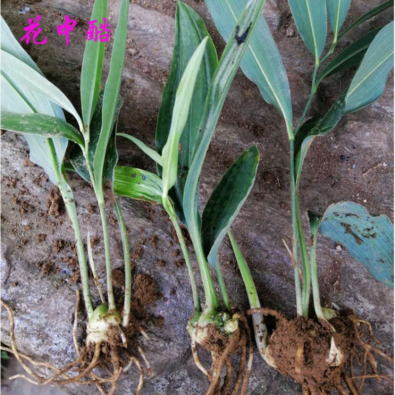 黄精种植苗 现挖易栽苗  药材苗姜型多花甜黄精苗 1棵单价 100棵起发