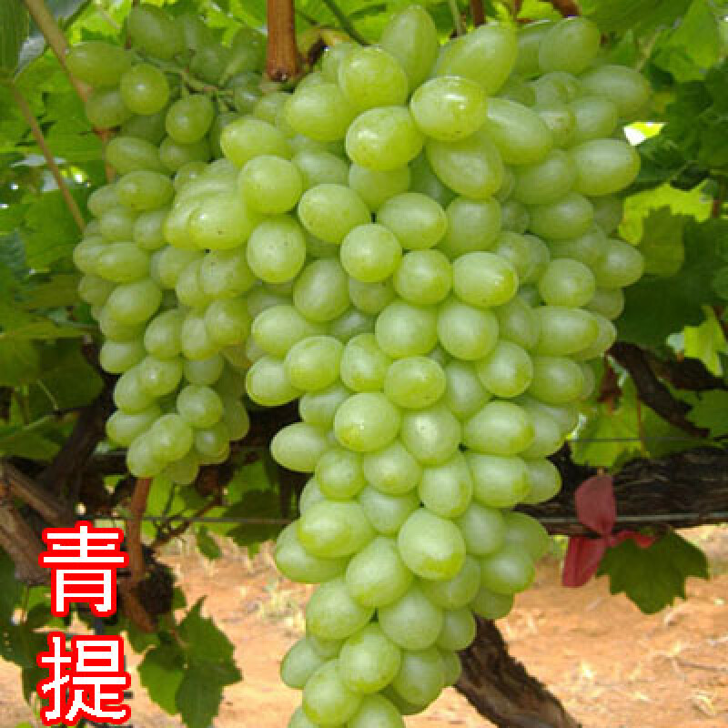 芗苒 葡萄苗 葡萄树苗盆栽 庭院爬藤果树苗盆栽地栽葡萄苗苗当年结果