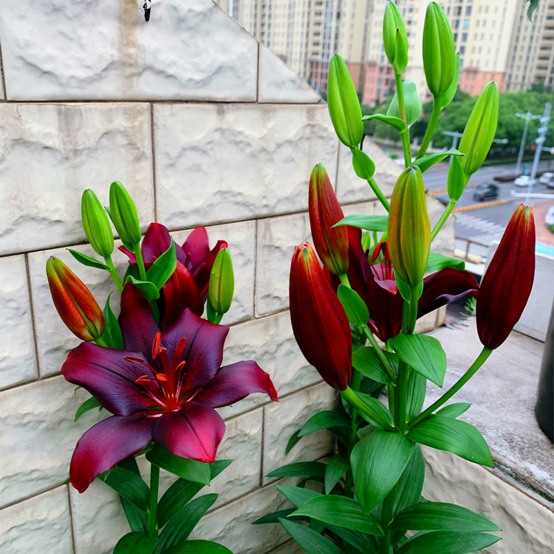 百合花 相关京东优惠商品 4 价格图片品牌优惠券 虎窝购