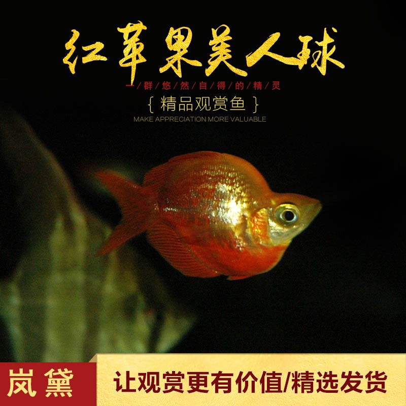热带观赏鱼活体石美人鱼红苹果红尾黄金鸽子美人蓝电光彩虹刚果美人鱼
